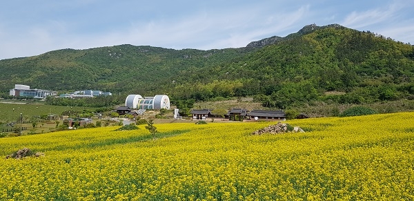 ▲진도군 임회면 귀성리 일원의 아리랑마을에 노란 유채꽃(사진제공=진도군)