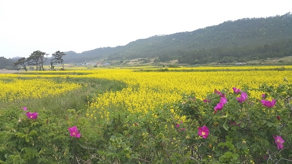 ▲진도군 조도면 관매도 유채꽃 향기 만발(사진제공=진도군)