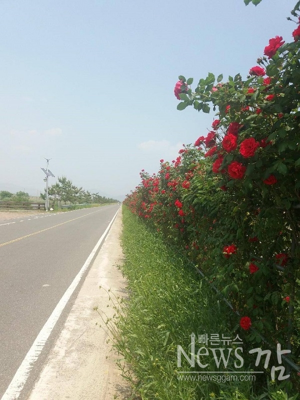 ▲오는 18일부터 19일까지 전남 보성군 득량만방조제에서 득량만 장미꽃ㆍ뻘낙지축제가 열린다.(사진=이기장 기자)