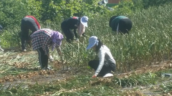 ▲고흥군 공무원들이 본격적인 영농철을 맞아 농촌일손 돕기에 나서고 있다.(사진제공=고흥군)