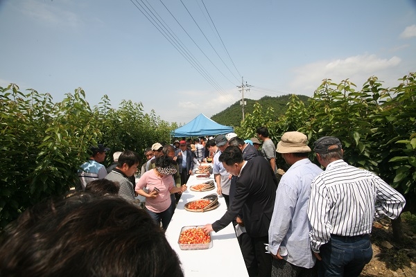 ▲진도군 4년만에 체리 첫 수확(사진제공=진도군)