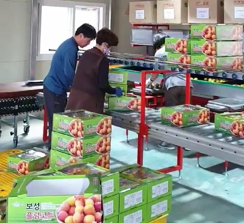 ▲지난 19일 자두와 살구의 장점만 살린 새로운 소득작목 ‘플럼코트’ 출하(사진제공=보성군)