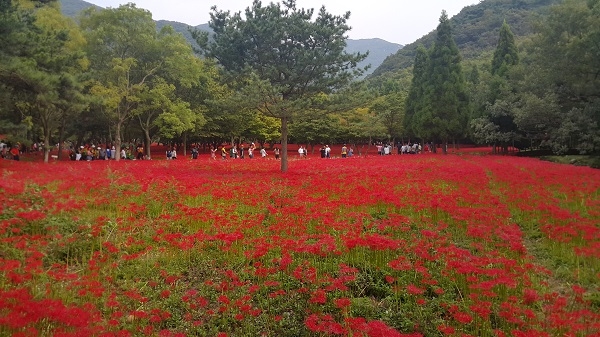 ▲영광군은 오는 18일부터 24일까지 7일간 영광 불갑사 관광지 일원에서 제19회 영광불갑산상사화축제를 개최한다.(사진제공=영광군)