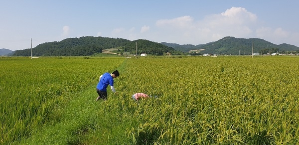 ▲진도군이 벼멸구 등 벼 병해충 긴급 방제에 들어갔다.(사진제공=진도군)