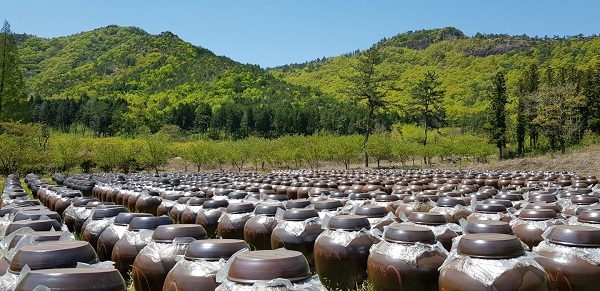 ▲비니거파크 전경