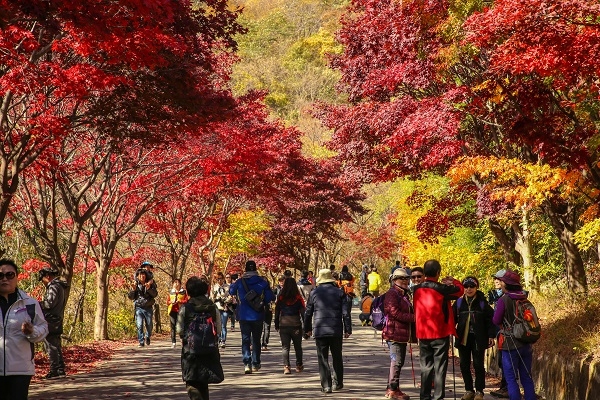 ▲지리산피아골에서 오는 11월 2일과 3일 ‘제43회 지리산피아골단풍축제’가 열린다.(사진제공=구례군)