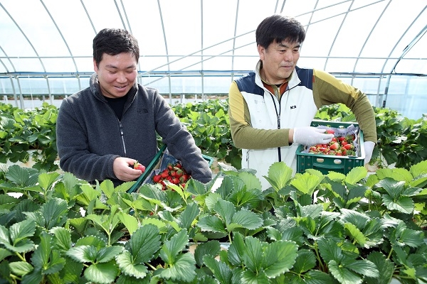 ▲강진군에서 딸기의 본격 출하가 시작됐다.(사진제공=강진군)