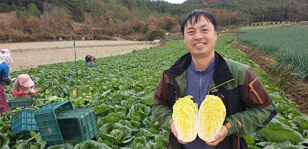 ▲진도군에서 기능성 쌈배추인 ‘베타 쌈배추’가 본격 출하·판매되고 있다.(사진제공=진도군)