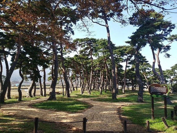 ▲ 2월 명품숲 보성 웅치면 용반리 마을 전통숲(사진제공=전라남도)