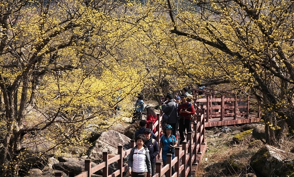 ▲2019년도 구례산수유꽃축제(사진제공=구례군)