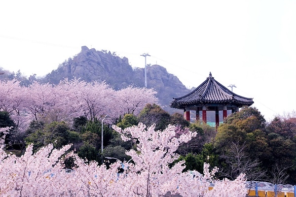 ▲유달산 봄 풍경(사진제공=목포시)