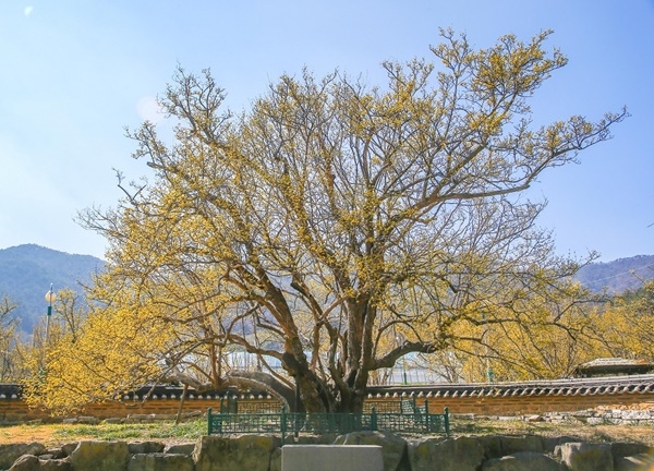 ▲계척마을 산수유 시목(사진제공=구례군)