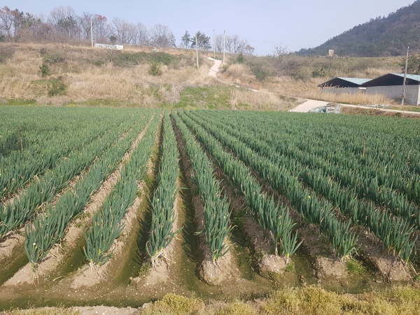 ▲영광군은 오는 13일부터 17일까지 겨울 대파 미출하 면적에 대해 산지폐기를 실시한다.(사진제공=영광군)