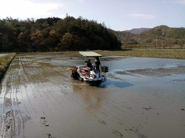 ▲보성군 웅치면에서 지난 21일 첫 올벼쌀 모내기가 실시했다.(사진제공=보성군)