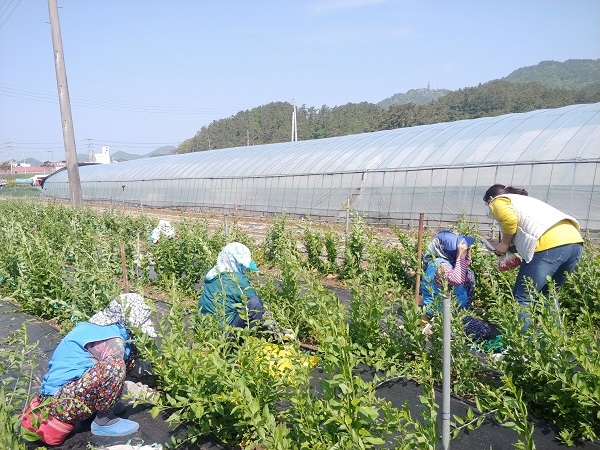 ▲진도군은 코로나19 확산으로 중단했던 노인일자리 사업을 지난 6일부터 재개했다.(사진제공=진도군)