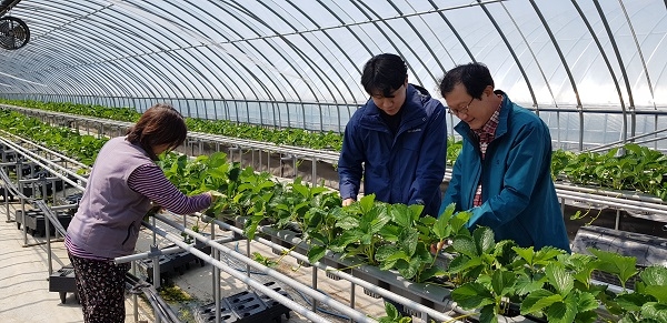 ▲모주 냉동 월동기술로 어미묘를 키워낸 김성룡씨 부부가 작업하고 있다.(사진제공=강진군)