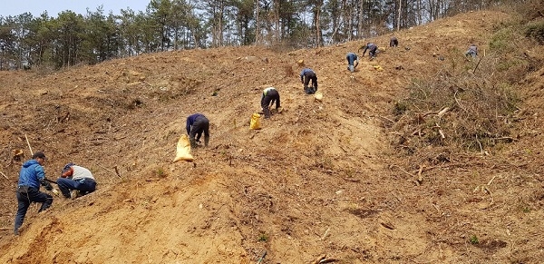 ▲진도군은 산림의 경제적·공익적 가치를 높이고 대기질 개선을 위한 2020년 조림사업을 완료했다.(사진제공=진도군)