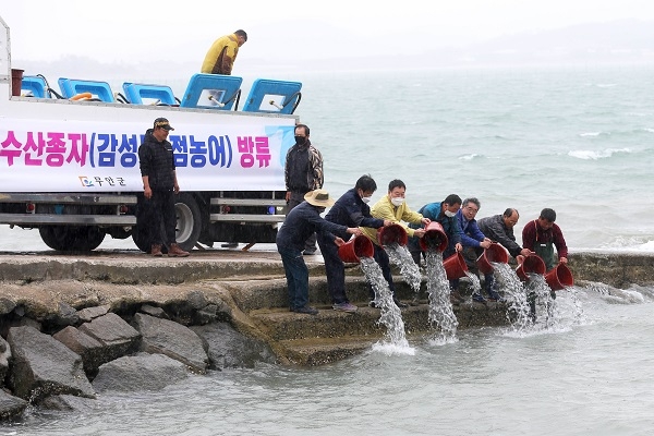 ▲무안군은 지난 19일 청계면 구로항, 현경면 월두항에서 고부가가치 어종인 감성돔 종자 34만 마리와 점농어 종자 7만6000마리를 방류했다.(사진제공=무안군)