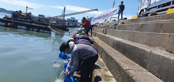▲보성군은 지난 20일 벌교읍 상진항, 득량면 선소항, 회천면 군학항에서 수산 종자 10만 미를 방류했다.(사진제공=보성군)