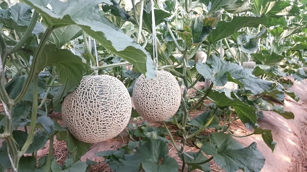 ▲멜론(사진제공=영암군)