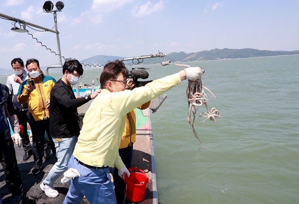 ▲보성군은 28일 낙지 자원양 증가를 위해 득량만 낙지 목장에 암컷 낙지 5000마리를 방류했다.(사진제공=보성군)