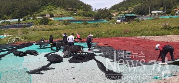 ▲전남 완도군 금일읍 도장리의 한 다시마 건조장에서 다시마 수확이 한창이다.(사진=이기장 기자)