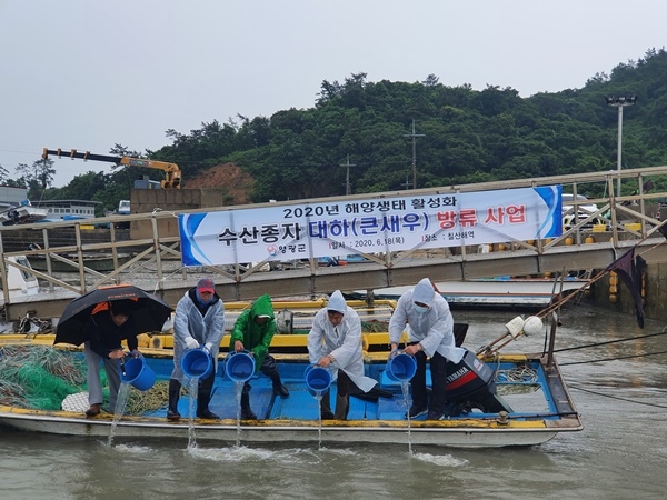 ▲영광군은 지난 18일 영광군 칠산해역에 어린 대하 826만미를 추가 방류했다.(사진제공=영광군)