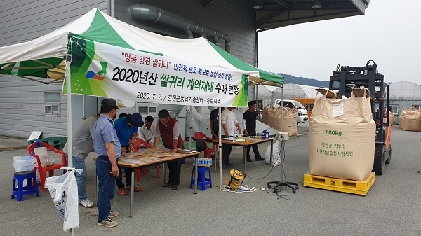 ▲강진군은 2일 70여 쌀귀리 재배 농가를 대상으로 약 600톤의 쌀귀리에 대해 농협 위탁 수매를 실시했다.(사진제공=강진군)