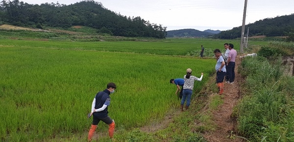 ▲진도군이 벼 병해충 중점방제기간으로 설정 현장기술지원을 강화하고 있다.(사진제공=진도군)