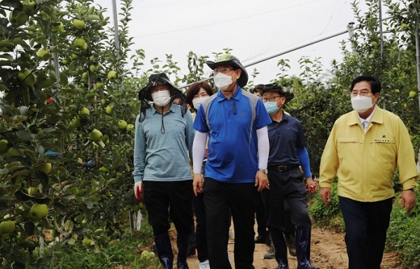 ▲전라남도는 6일 오전 태풍 ‘하이선’ 북상에 따른 비상근무 1단계를 발령한 가운데 도지사를 포함한 자치행정국 직원 30여명이 장성군 삼서면 사과농장을 점검하고 황금사과나무 가지 지주목 고정작업 지원활동을 펼쳤다(사진제공=전라남도)