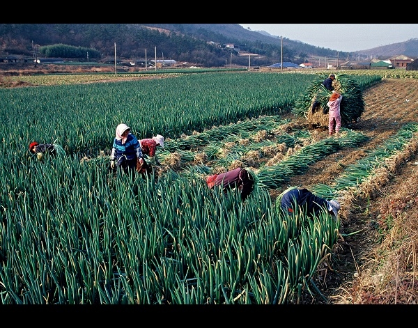 ▲진도 대파 수확 모습(사진제공=진도군)