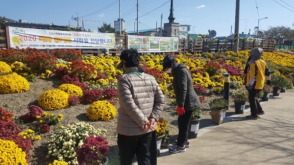▲보성군노인복지관은 지난 3일 벌교천에서 국화전시회 및 나눔행사를 진행했다.(사진제공=보성군)