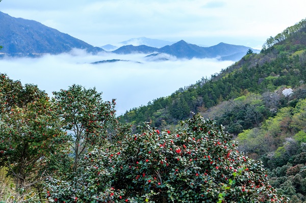 ▲천관산 동백숲(사진제공=장흥군)