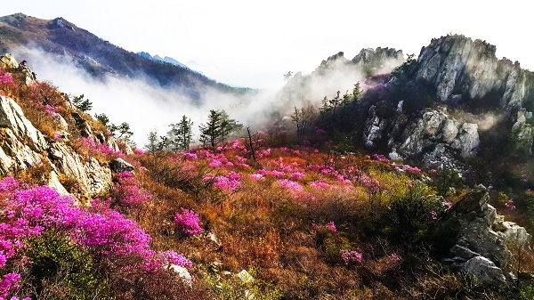 ▲주작산 진달래 군락지(사진제공=강진군)