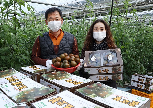 ▲강진군 칠량면 영동리 예진농장에서 최광호 신선영씨 부부가 귀족토마토로 불리는 계란만한 크기의 ‘초코볼’ 토마토 수확에 여념이 없다.(사진제공=강진군)