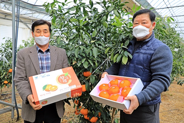 ▲장흥군 ‘향그레 레드향’ 수확(사진제공=장흥군)