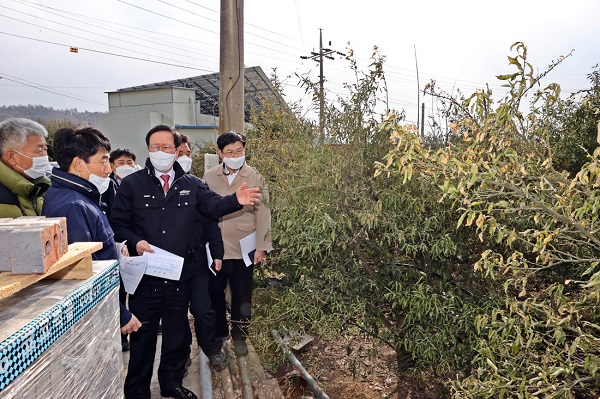 ▲송귀근 고흥군수는 한파로 인한 동해 피해가 심각한 유자 재배지를 찾아 피해 정도를 점검하고 있다.(사진제공=고흥군)