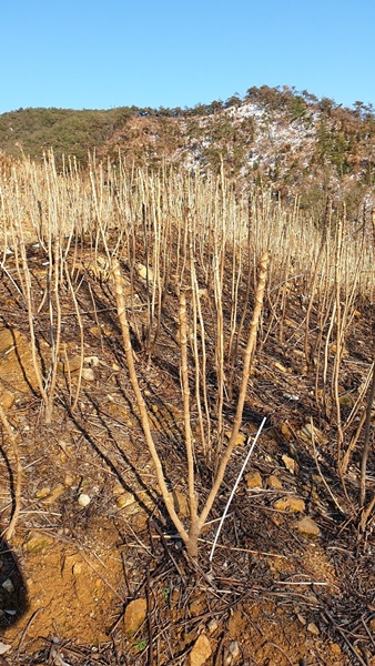 ▲영광군은 ‘2022년도 산림소득분야 재정지원 사업’보조금 신청을 오는 2월 24일까지 받는다.(사진제공=영광군)