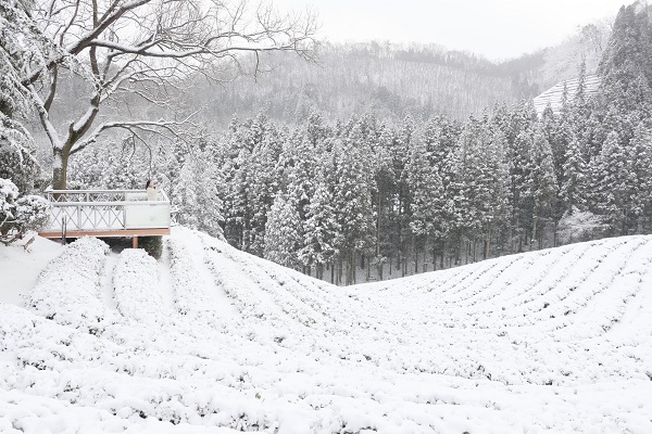 ▲대한다원 계단식 차밭 설경(사진제공=보성군)