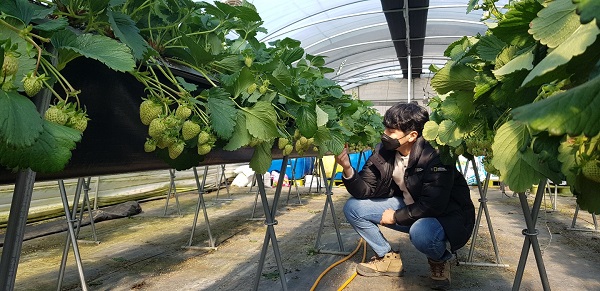 ▲강진군농업기술센터에서 딸기 농장을 현장 점검하고 있다.(사진제공=강진군)