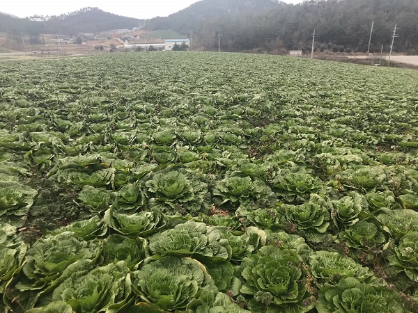 ▲진도 봄동 배추(사진제공=진도군)