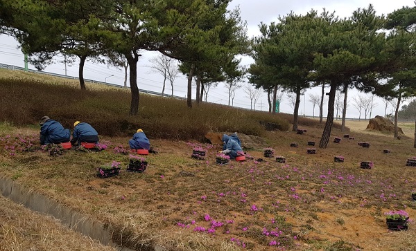▲경신동 나들목 꽃잔디 식재작업 모습(사진제공=무안군)