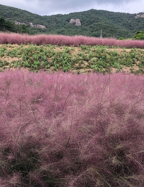 ▲목포시가 핑크뮬리 식재 자제를 당부했다.(사진제공=목포시)