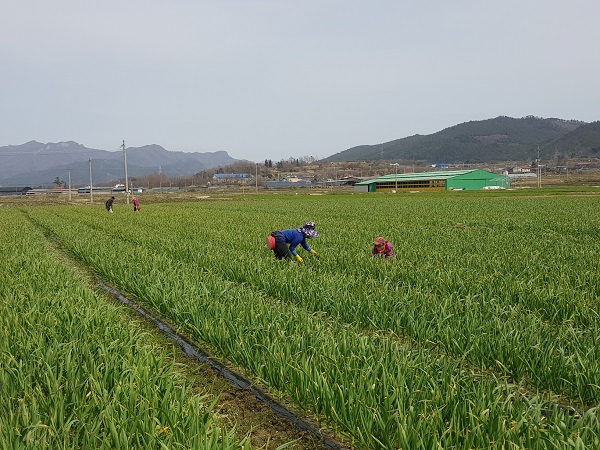 ▲ 마늘 포장 관리 중인 농가(사진제공=강진군)