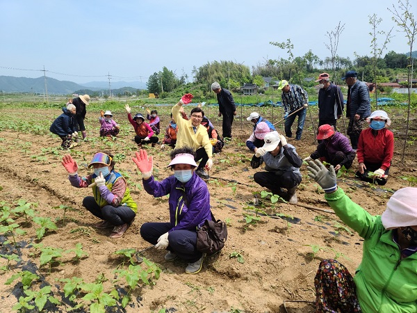 ▲미력면 샘골마을 해바라기밭(사진제공=보성군)