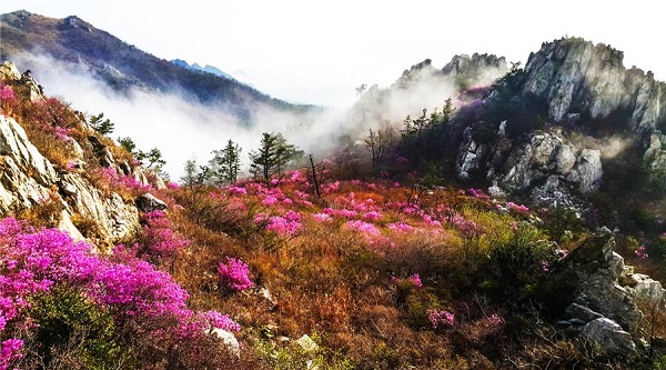 ▲강진 주작산 핑크빛 철쭉(사진제공=전라남도)