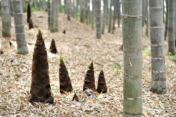 [포토뉴스]대나무 고장 담양에 솟아오른 죽순