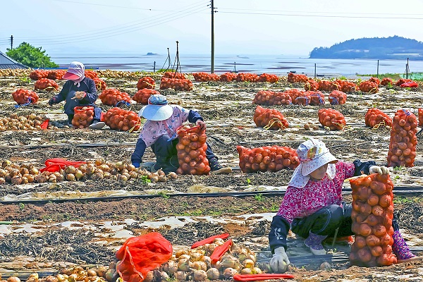 ▲무안 양파밭 전경(사진제공=무안군)