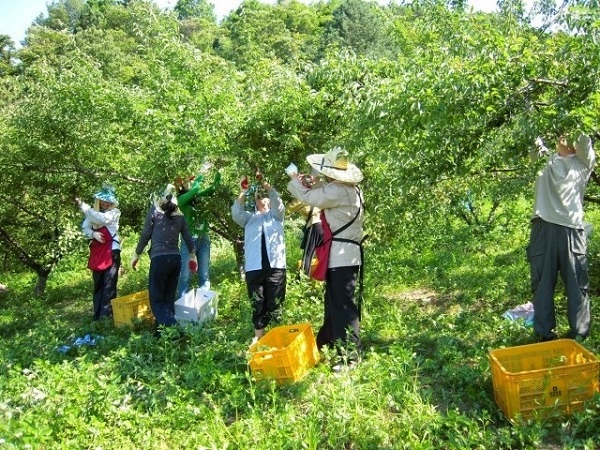 ▲광양시는 매실 수확철인 오는 24일부터 ‘2021년 농촌일손돕기’를 추진한다.(사진제공=광양시)