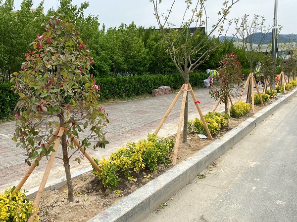 ▲구례군은 서시천로 일원 단풍나무 가로수길을 조성했다.(사진제공=구례군)
